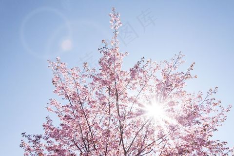 春天，樱花，日本樱花树，太阳