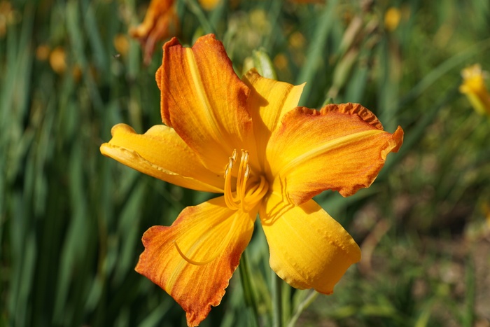 百合，黄色，花，开花，盛开，盛开