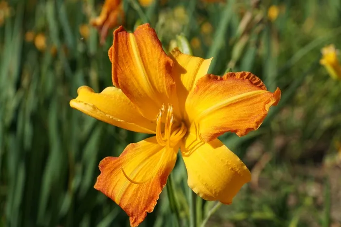 百合，黄色，花，开花，盛开，盛开