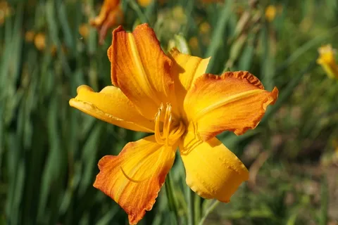 百合,黄色,花,开花,盛开,盛开 百合,黄色,花,开花,盛开,盛开