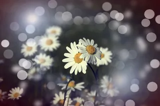 鲜花，玛格丽特，对，散景，光，夏天