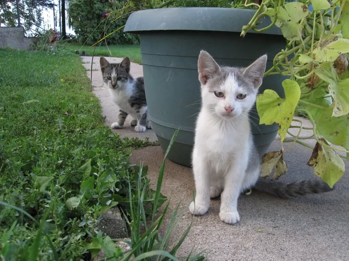 小猫，猫，猫的，基蒂，家养，可爱，哺乳动物