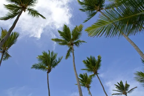 棕榈树,加勒比海,海滩,天空,蓝色,景观,自然 棕榈树,加勒比海,海滩,天空,蓝色,景观,自然