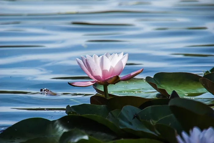 睡莲，自然，花，池塘