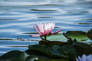 睡莲，自然，花，池塘