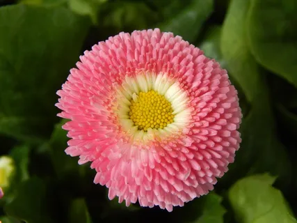 花,粉红色,春天的实践 花,粉红色,春天的实践