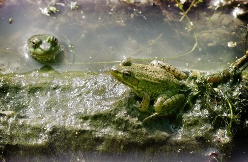 青蛙，两栖类，绿色，黏糊糊的，动物，野生动物，野生