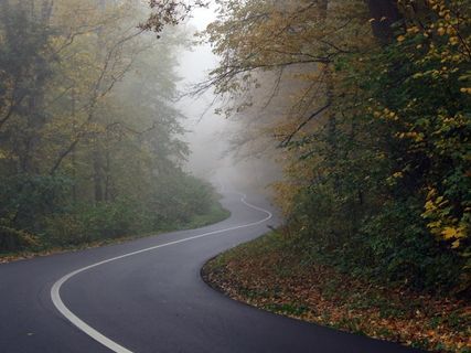 路，森林，雾，旅行，秋