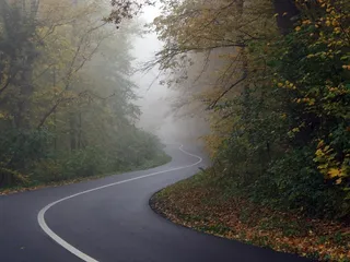 路，森林，雾，旅行，秋