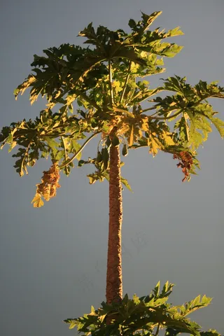 木瓜，树木，热带，亚热带，植物，树