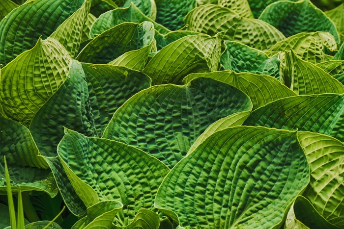 花卉，植物，Bohyška，问候语，纹理，性质，叶子