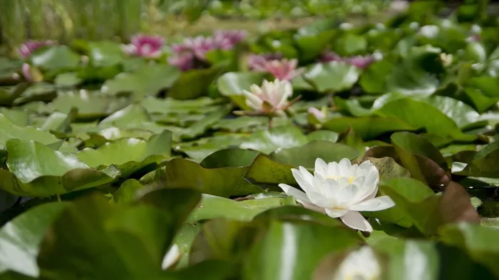睡莲，花，水生植物，盛开，白，水