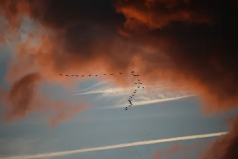 云，天空，鸟类迁徙，乌云，傍晚的天空