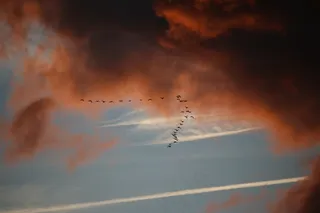 云，天空，鸟类迁徙，乌云，傍晚的天空