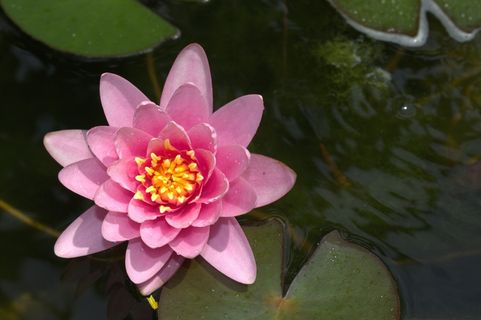 睡莲，荷花，池塘，玫瑰，性质，鲜花，美容