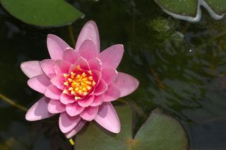 睡莲，荷花，池塘，玫瑰，性质，鲜花，美容