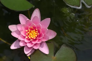 睡莲，荷花，池塘，玫瑰，性质，鲜花，美容