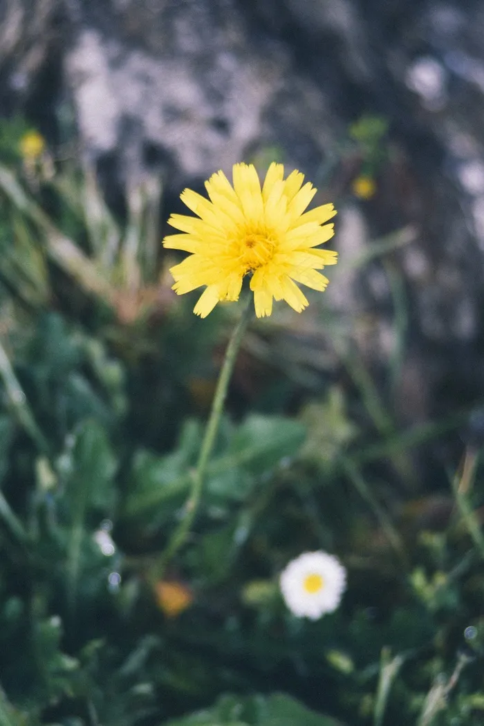 菊科,花卉,菊花,野菊花,毛连菜,花