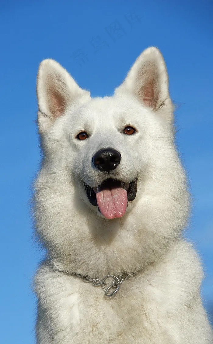 瑞士牧羊犬，狗，宠物，肖像，头，动物