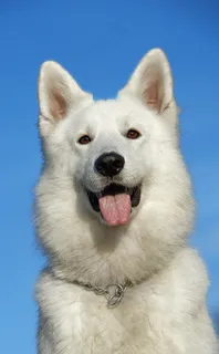 瑞士牧羊犬,狗,宠物,肖像,头,动物 瑞士牧羊犬,狗,宠物,肖像,头,动物