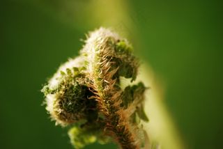 蕨类，自然，森林，毛，芽，绿色，植被