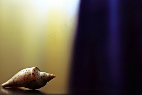 蜗牛，反射，自然