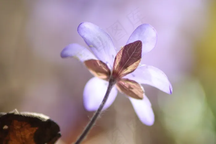 肝，植物，花，春，春天植物