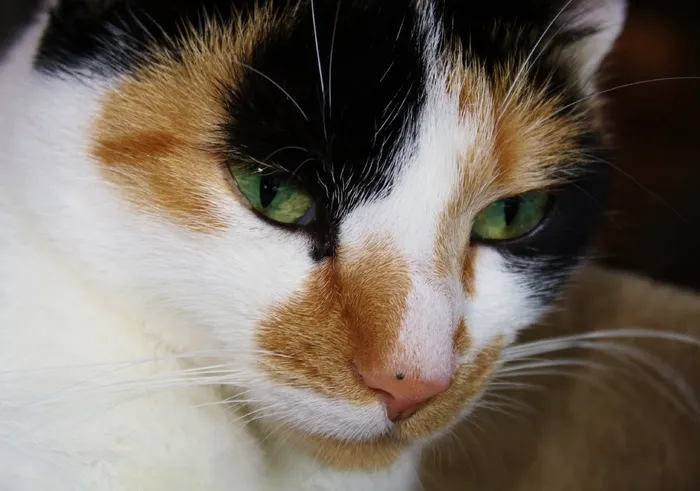 猫，猫的脸，猫的眼睛，家猫，Datailaufnahme