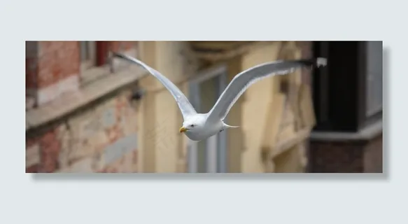 海鸥，飞，鸟，翅膀，动物，浮游物