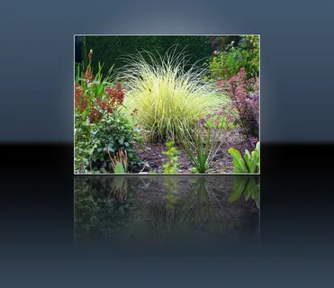 花园，植物区系，花的，植物，自然，开花，盛开