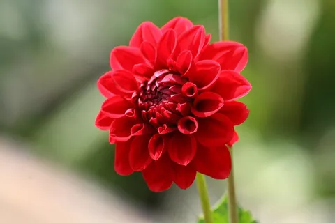 花,红色,开花,鲜花,异国情调,自然 花,红色,开花,鲜花,异国情调,自然