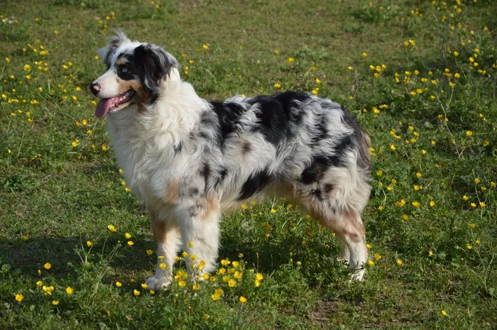 狗，幼犬，澳大利亚牧羊犬，雪弗犬