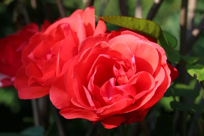 花，玫瑰，自然，红色，开花，盛开