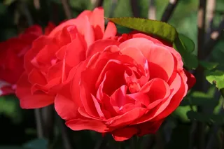 花，玫瑰，自然，红色，开花，盛开