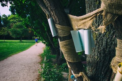植物,树干,树,盆栽植物,鸟类,希望树