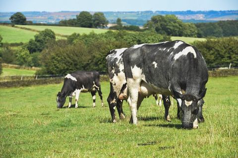 农田，牲畜，牛，农场，动物，农业