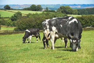 农田，牲畜，牛，农场，动物，农业