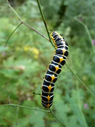 动物，毛毛虫，蝴蝶