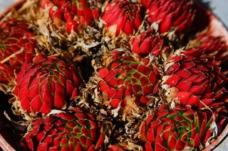 屋顶Houseleek，Real Houseleek，普通房屋姜黄