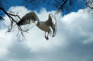 飞行，海鸥，羽毛，动物，鸟，海鸟