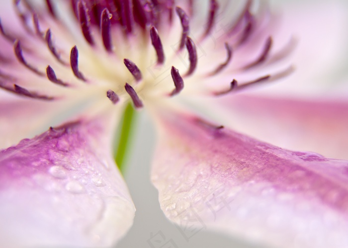 铁线莲，开花，关闭，粉红色，白色，雄蕊