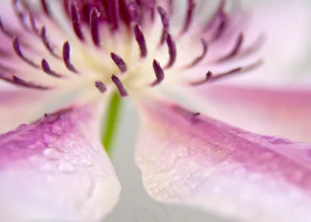 铁线莲，开花，关闭，粉红色，白色，雄蕊