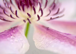 铁线莲，开花，关闭，粉红色，白色，雄蕊