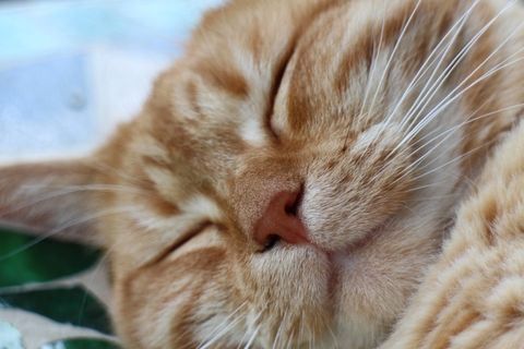 猫，家猫，动物，猫脸，动物世界