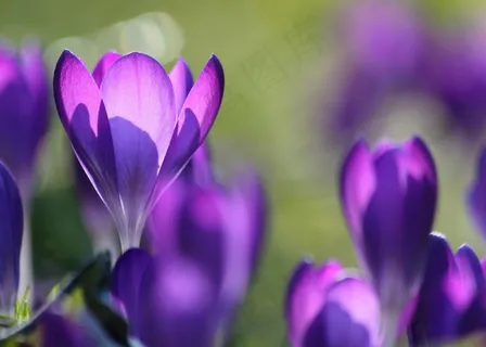 番红花,开花,花,紫色,关闭,春天 番红花,开花,花,紫色,关闭,春天