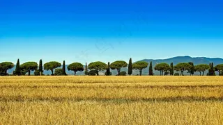 托斯卡纳，柏树，意大利，松树，大道，天空，字段