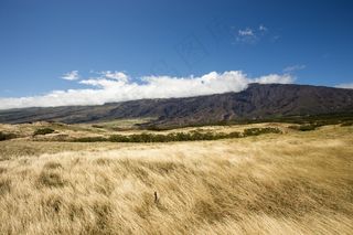 草地，草原，原野，草，自然，景观
