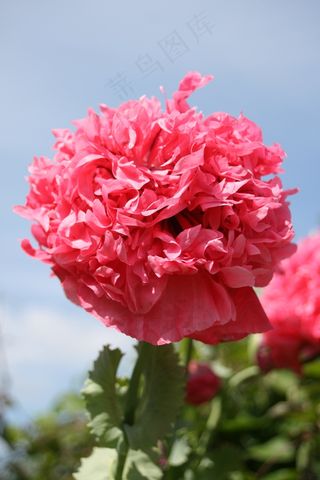 粉红罂粟，弗鲁弗鲁，天空，牡丹玫瑰，花瓣，粉红色