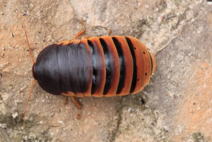 Assel，Porcellio Scaber，昆虫，宏，刮，关闭