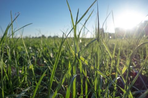 草，草地，性质，草，绿色，草叶